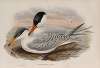 Hydroprogne caspia. Caspian Tern.