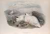 Lagopus mutus. Ptarmigan.