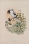 Lanius excubitor. Great Grey Shrike.