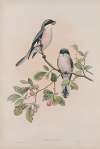 Lanius minor. Rose-Breasted Shrike