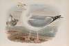 Larus argentatus. Herring-Gull.