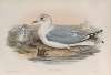 Larus canus. Common Gull.
