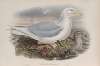 Larus glaucus. Glaucous Gull.