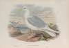 Larus islandicus. Iceland Gull.