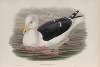 Larus marinus. Great Black-backed Gull.
