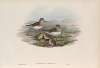 Leimonites Temminckii. Temminck’s Stint.