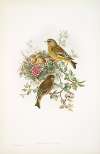 Ligurinus chloris. Greenfinch.