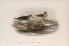 Limicola pygmæa. Broad-billed Sandpiper.