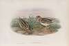 Limnocryptes gallinula. Jack Snipe.