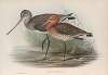 Limosa melanura. Black-tailed Godwit.