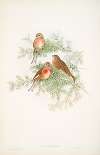 Linota cannabina. Linnet.