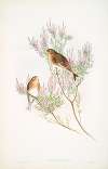 Linota montium. Twite, or Mountain-Linnet.