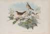 Locustella avicula. Grasshopper Warbler.
