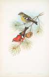 Loxia bifasciata. White-winged Crossbill.