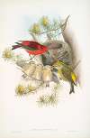 Loxia curvirostra. Common Crossbill.