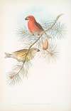 Loxia pityopsittacus. Parrot Crossbill.
