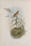 Lusciniopsis luscinioides. Savi’s Warbler.