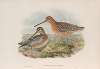Macrorhamphus griseus. Red-breasted or Brown Snipe.