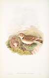 Melanocorypha calandra. Calandra Lark.
