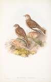 Melanocorypha leucoptera. White-winged Lark.