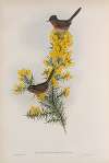 Melizophilus provincialis. Dartford Warbler.