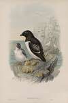 Mergulus alle. Little Auk.