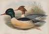 Mergus castor. Goosander.