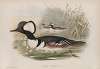 Mergus cucullatus. Hooded Merganser.