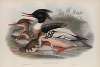 Mergus serrator. Merganser.