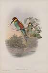 Merops apiaster. Bee-eater.