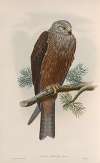 Milvus migrans. Black Kite.