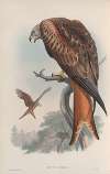 Milvus regalis. Kite or Glead.