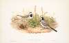 Motacilla alba. White Wagtail.