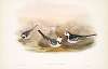Motacilla Yarrelli. Pied Wagtail.