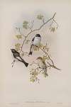 Muscicapa atricapilla. Pied Flycatcher