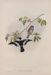 Muscicapa collaris. White-collared Flycatcher