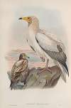 Neophron percnopterus. Egyptian Vulture.