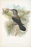 Nucifraga caryocatactes. Nutcracker.