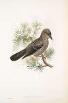 Nucifraga caryocatactes. Young. Nutcracker.