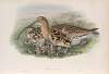 Numenius arquata. Curlew.
