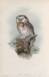 Nyctale tengmalmi. Tengmalm’s Owl.