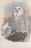 Nyctea nivea. Snowy Owl.