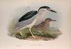 Nycticorax griseus. Night-Heron.