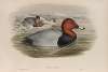 Nyroca ferina. Pochard.