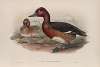 Nyroca leucophthalmos. White-eyed, or Ferruginous Duck.