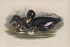 Oidemia fusca. Velvet Scoter.