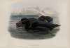 Oidemia nigra. Scoter.