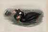 Oidemia perspicillata. Surf Scoter.