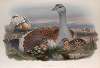 Otis tarda. Great Bustard.