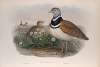 Otis tetrax. Little Bustard.